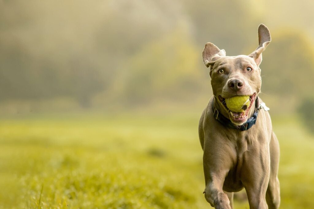 adobestock 299164846 e1588444224701.jpeg