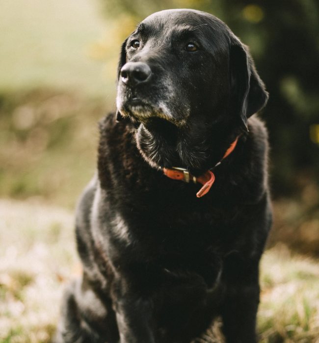 obedience camp mitchell orr ryhivfmutva unsplash 1 opuzr0vwm7sjuffubxw3xjzc4jp8ktx0vvjzw35m1k